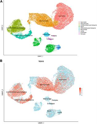 Genomic study of TEX15 variants: prevalence and allelic heterogeneity in men with spermatogenic failure